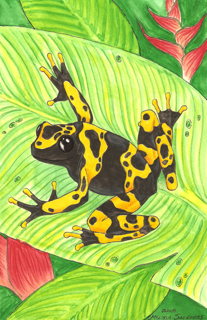 Poison Dart Frog