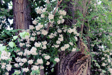 ...Tree Blossoms...