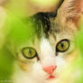 Kitten Cat Photography 5
