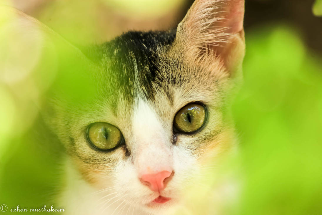 Kitten Cat Photography 5 by ashanphotography