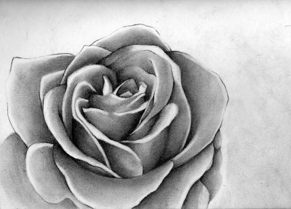 Charcoal drawing of Rose flowers by p3vstudio on DeviantArt