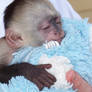 capuchin monkey