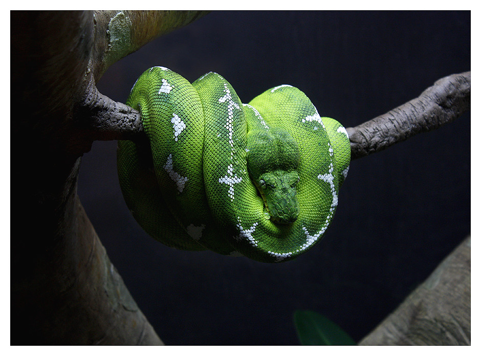 Emerald Tree Boa