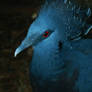 Blue bird