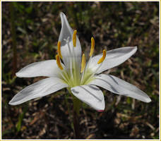 Lilium