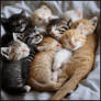 A Bunch of Kittens Snuggling Together