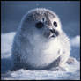 Harpseal Pup