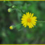 Tiny Yellow Daisy