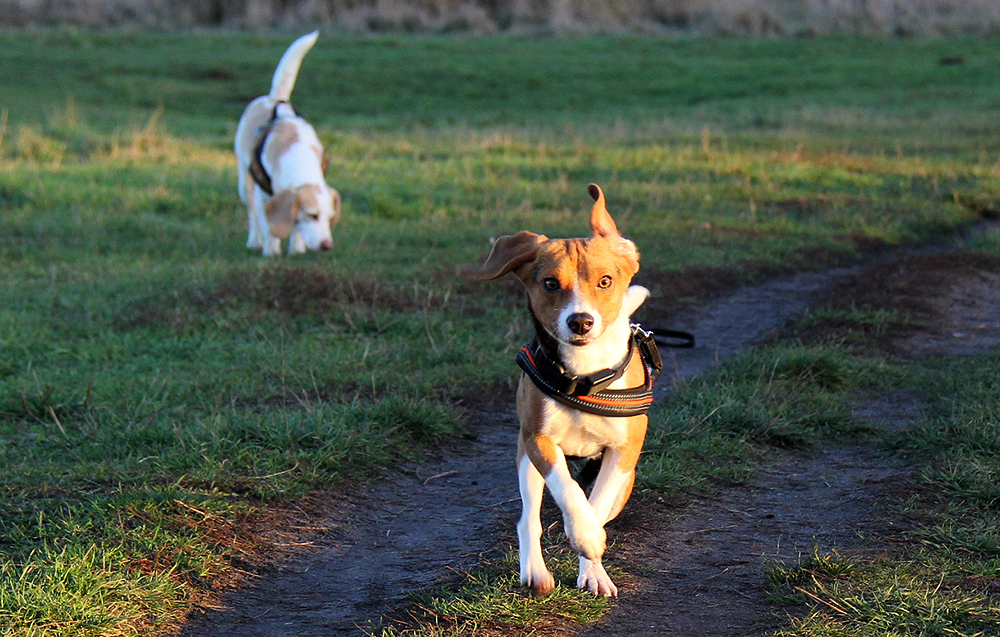 Sunny Run by Laoki