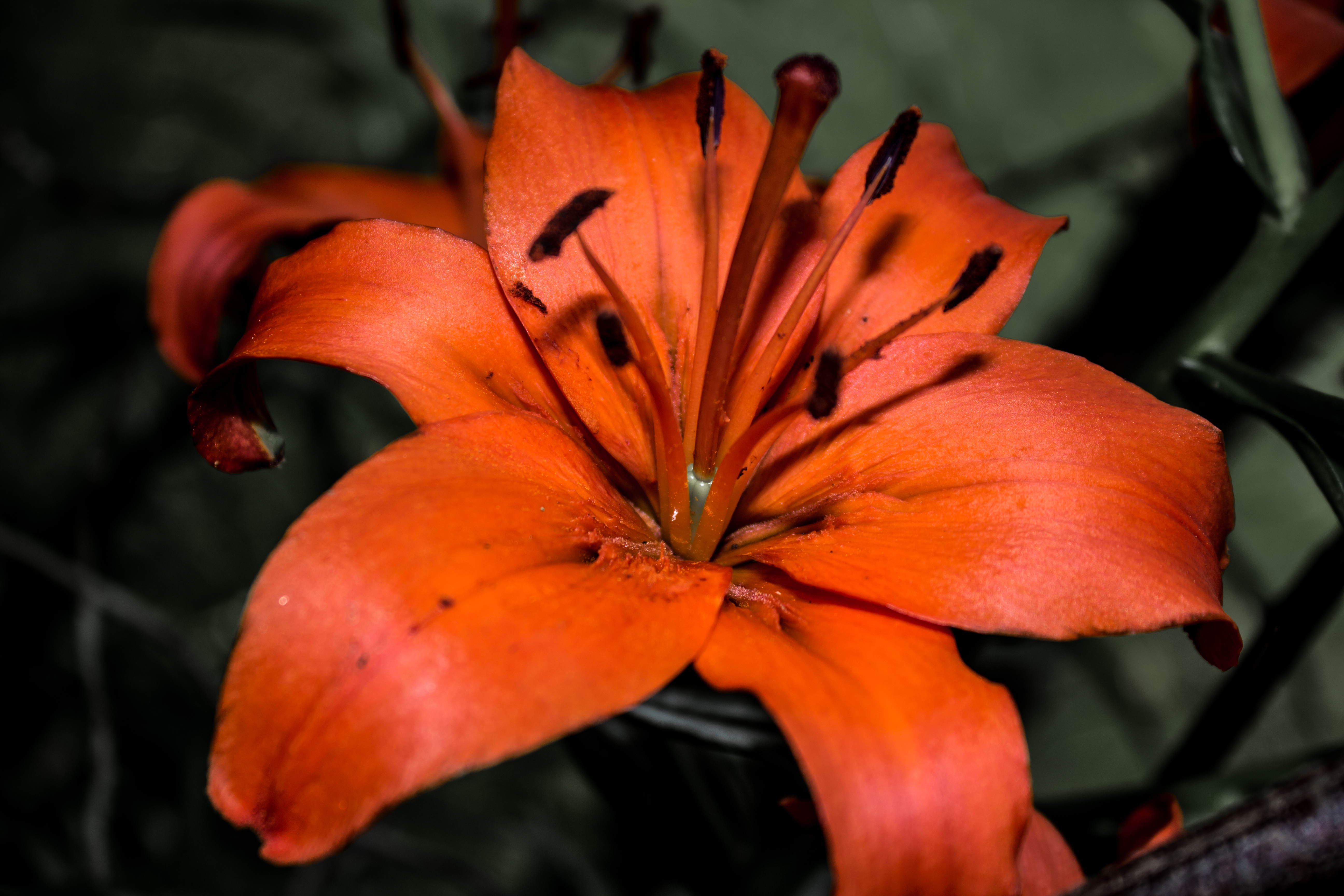 Tiger Lily