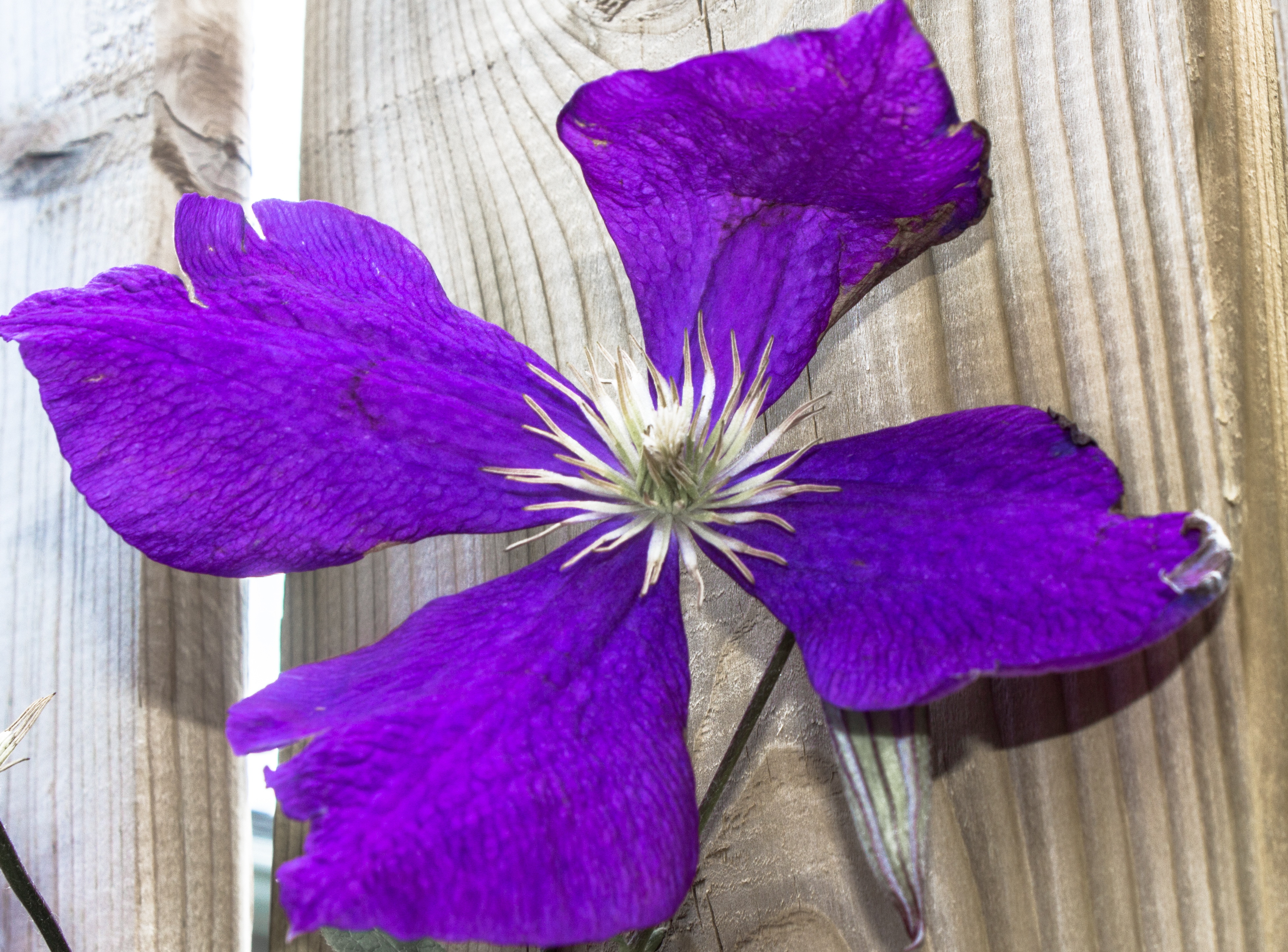 Flower Through the Fence