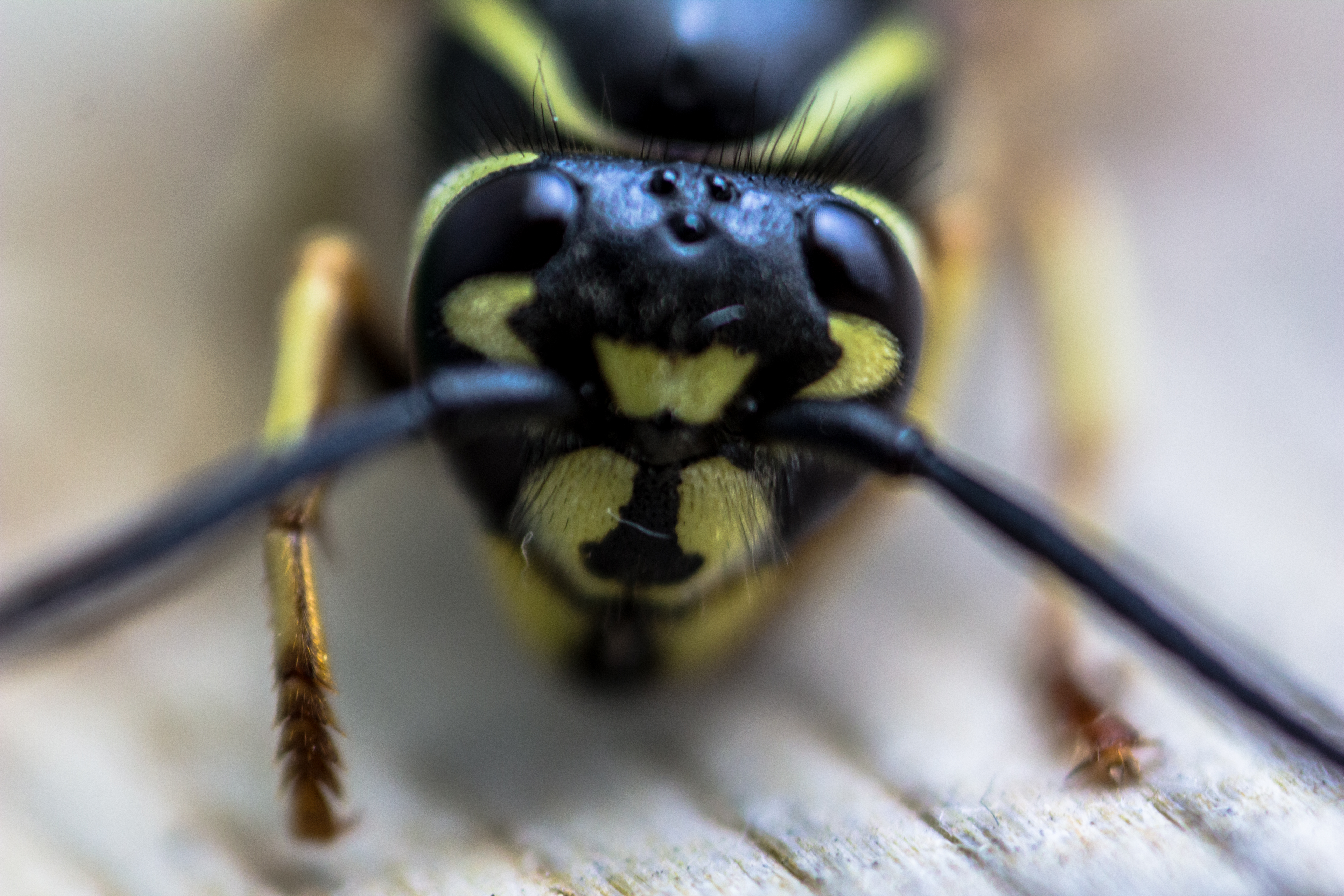 Wasp Head