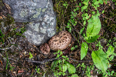 Rough Mushroom