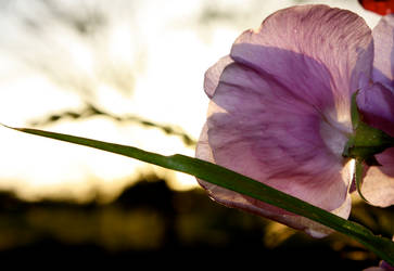 sweet peas