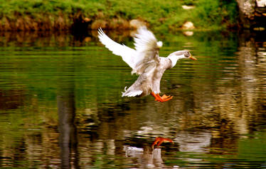 duck landing