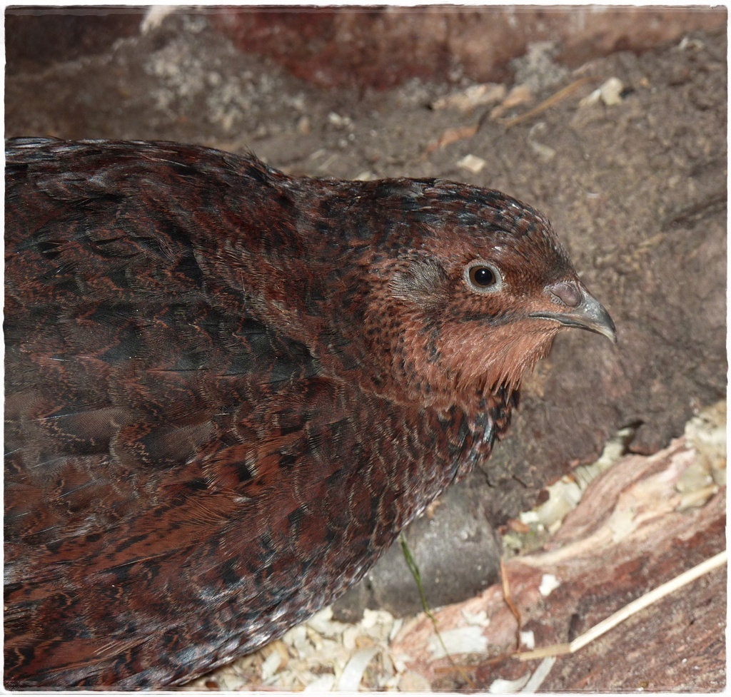 Quail rooster, portrait.