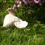 hen in the sun.