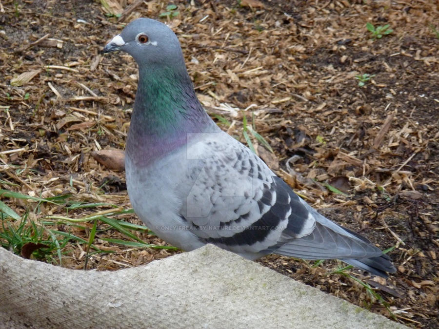 new pigeon..