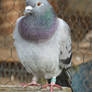 I dont want to be a racing pigeon.