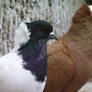 Different pigeon breeds.