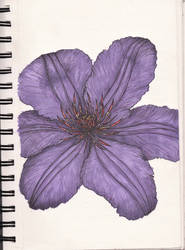 clematis