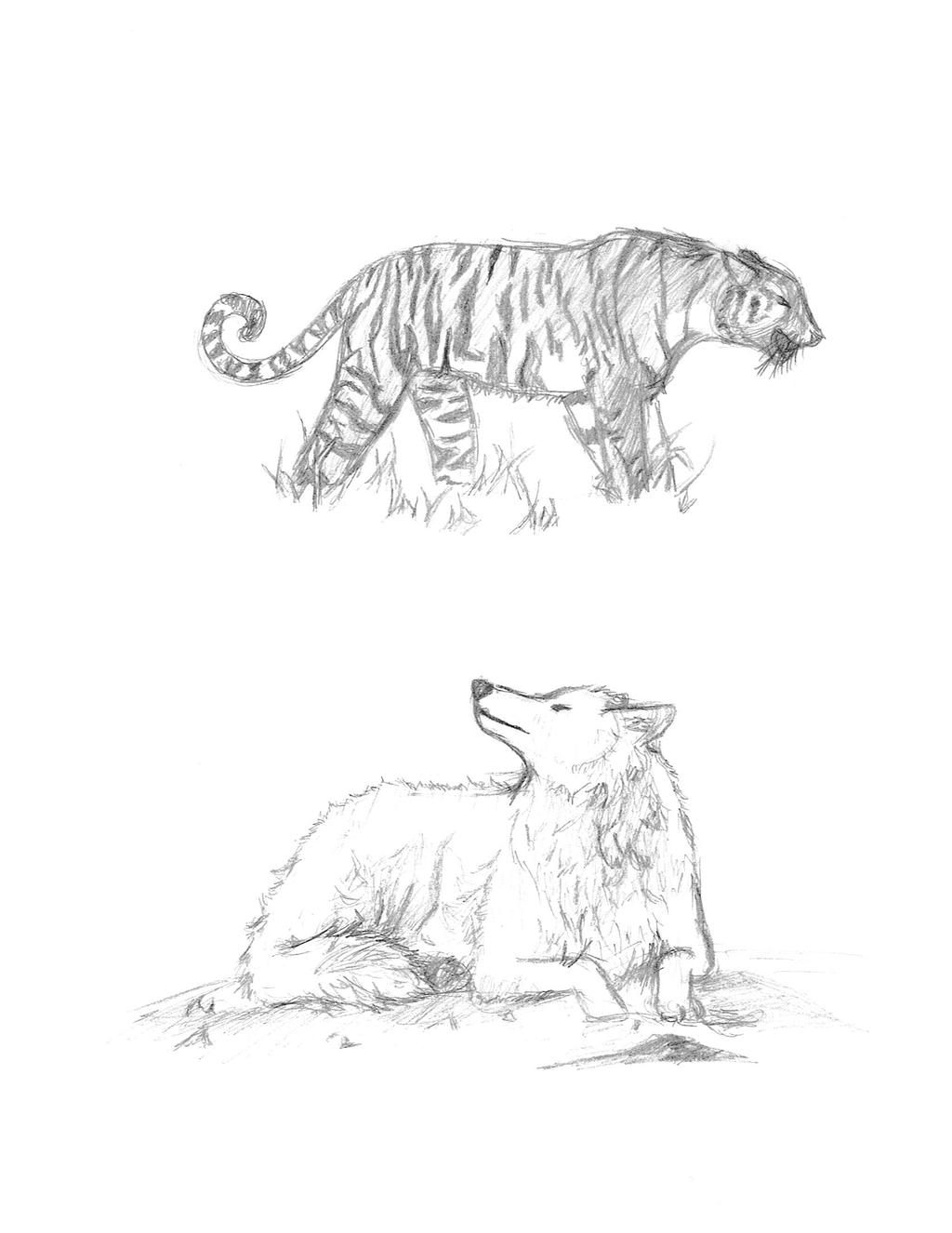 Tiger and Wolf Sketches