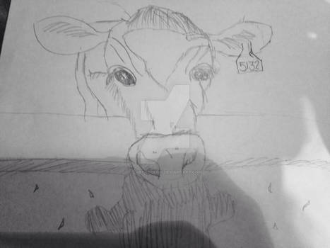 Calf drawing