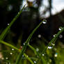 Dew Drop