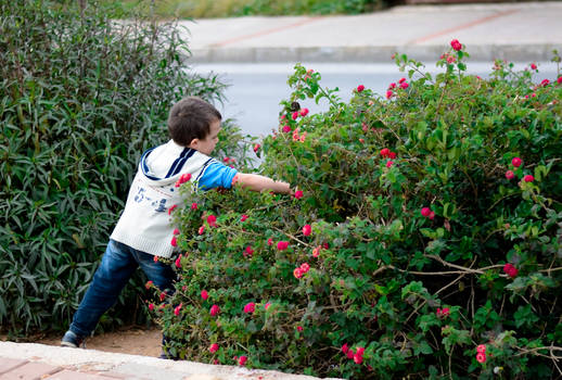 Boy collecting flowers