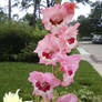 Gladiolus Ladder