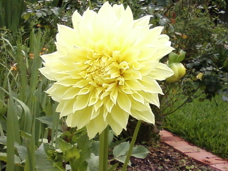 Happy Dahlia