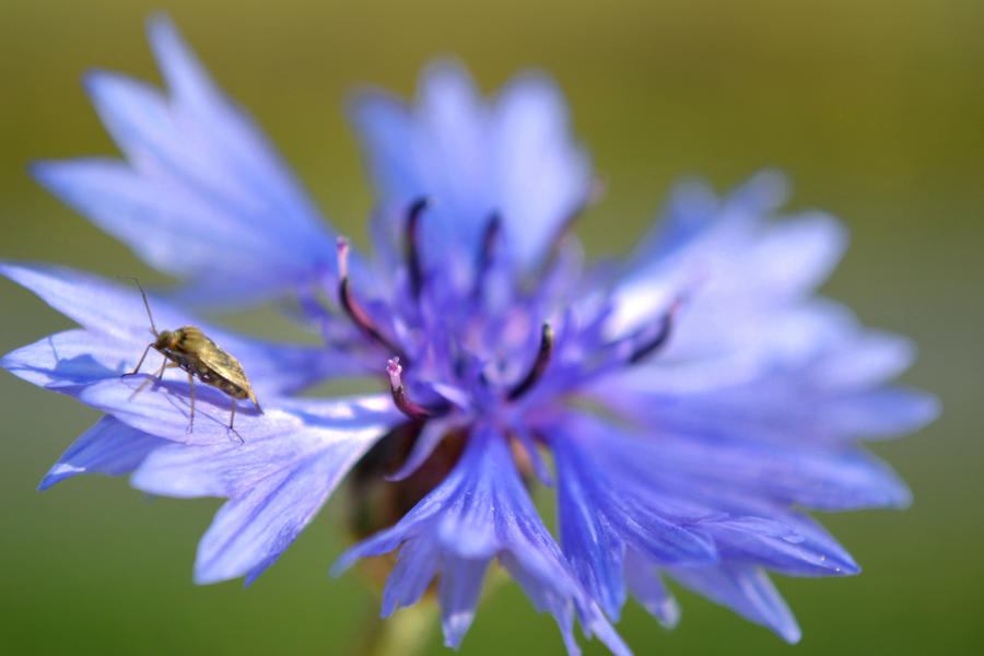 Flower - Autumn 2012