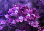 In a violet forest by Arctosis