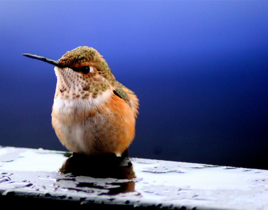 Blue Period Hummingbird