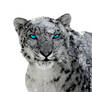 Snow Leopard 3