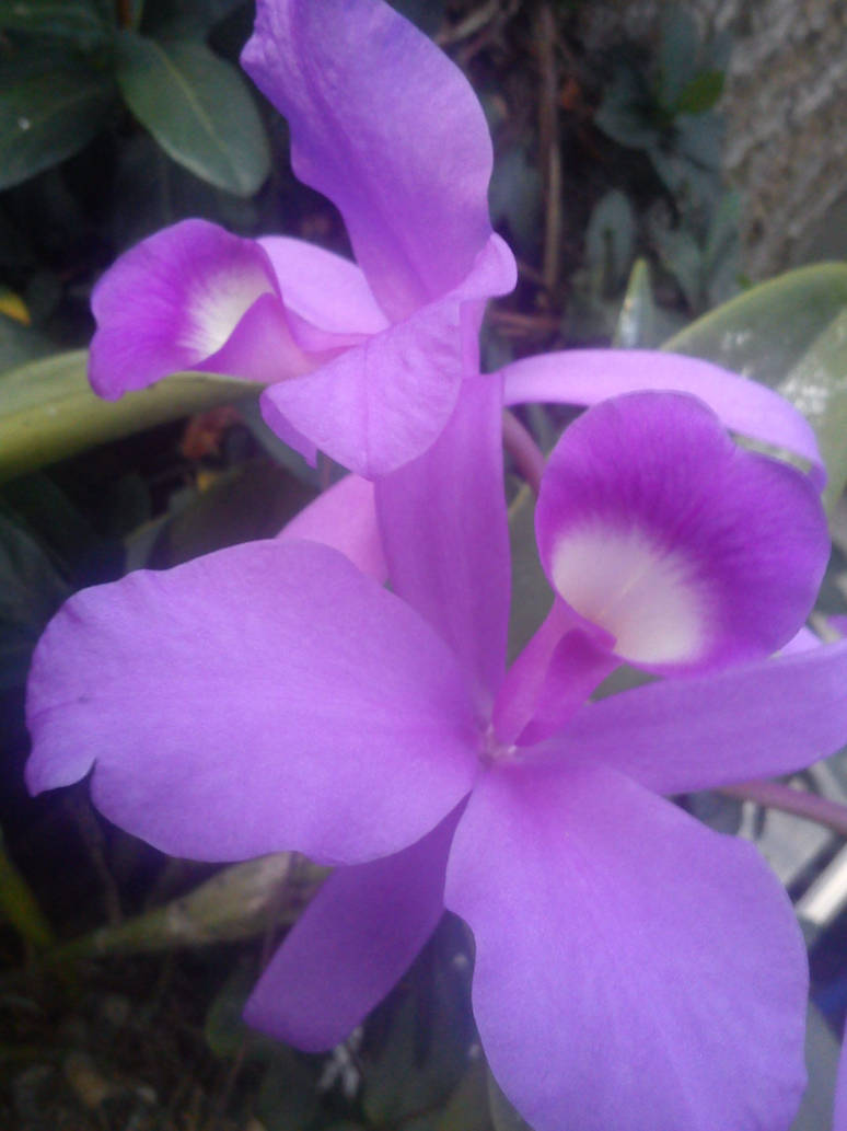 Guaria Morada by Tsukitica on DeviantArt