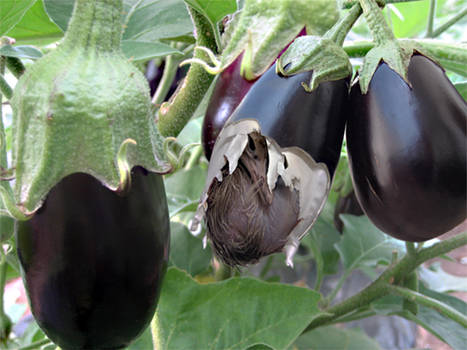 eggplant