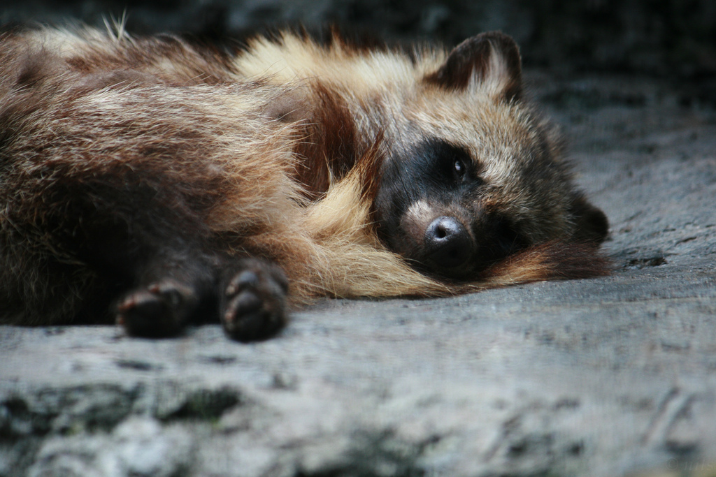 Tanuki Wallpaper By Bambambigelowbeast On Deviantart Tanuki Wallpaper By Bambambigelowbeast On Deviantart