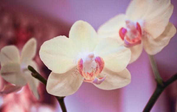 Orchid