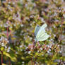 Pretty damaged wings