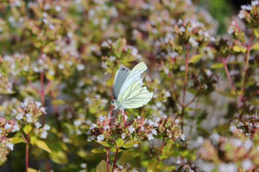 Pretty damaged wings