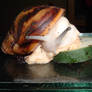 African Snail