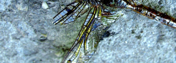 dragon fly 3