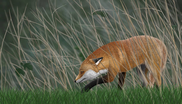 'old' fox