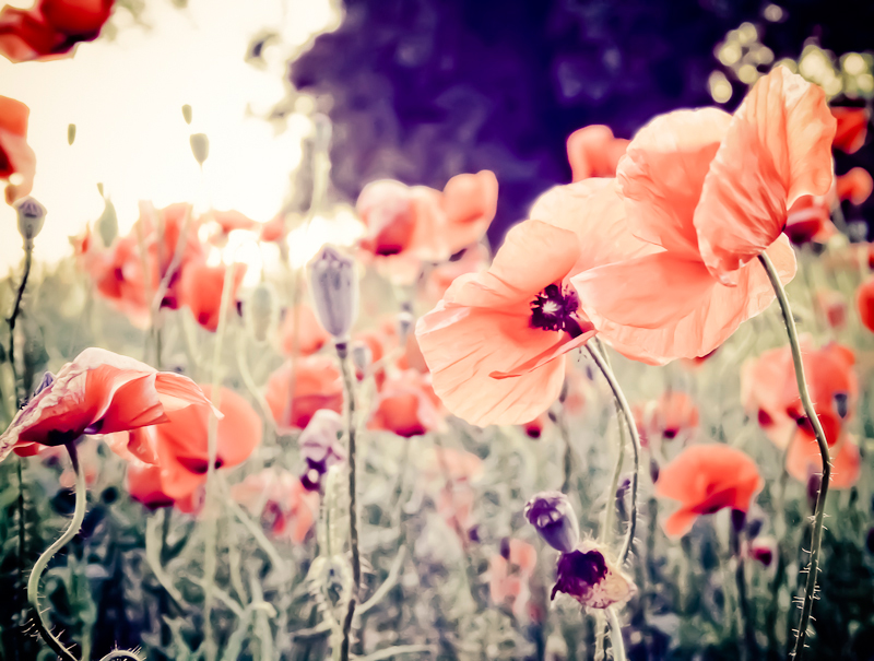 dreamy poppies