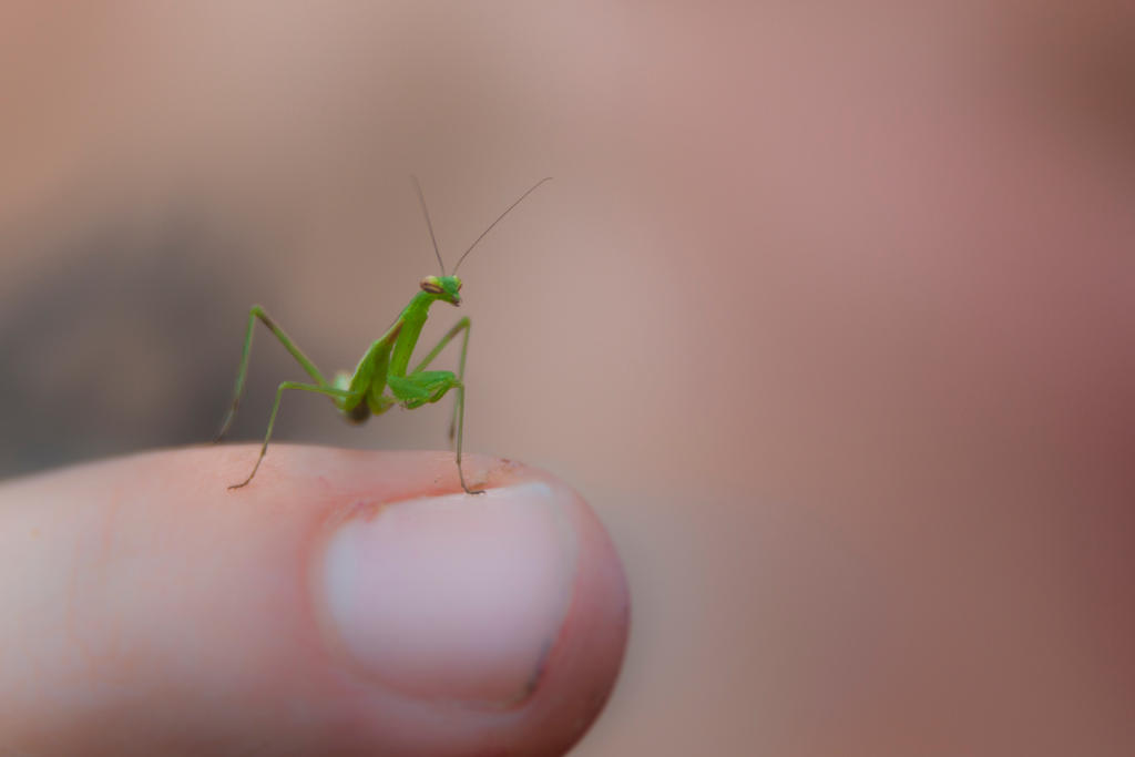 Praying Mantis by armandgovin