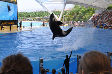 Orca Show