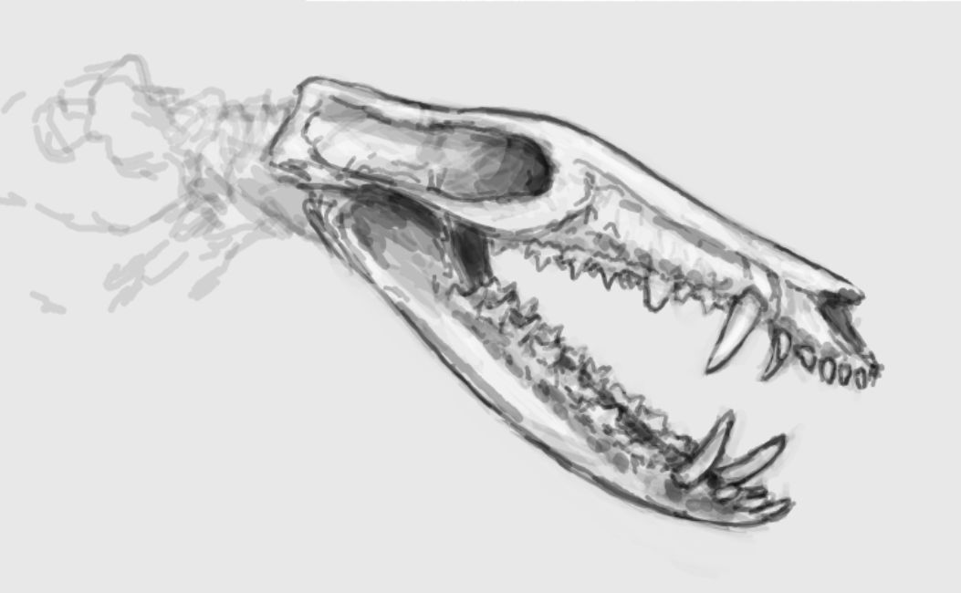 ukhaatherium :skull: by EnnieNovachrono on DeviantArt