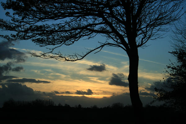 Contrast Tree Contrast tree by pjotr6 on DeviantArt