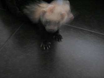 Matrix Ferret